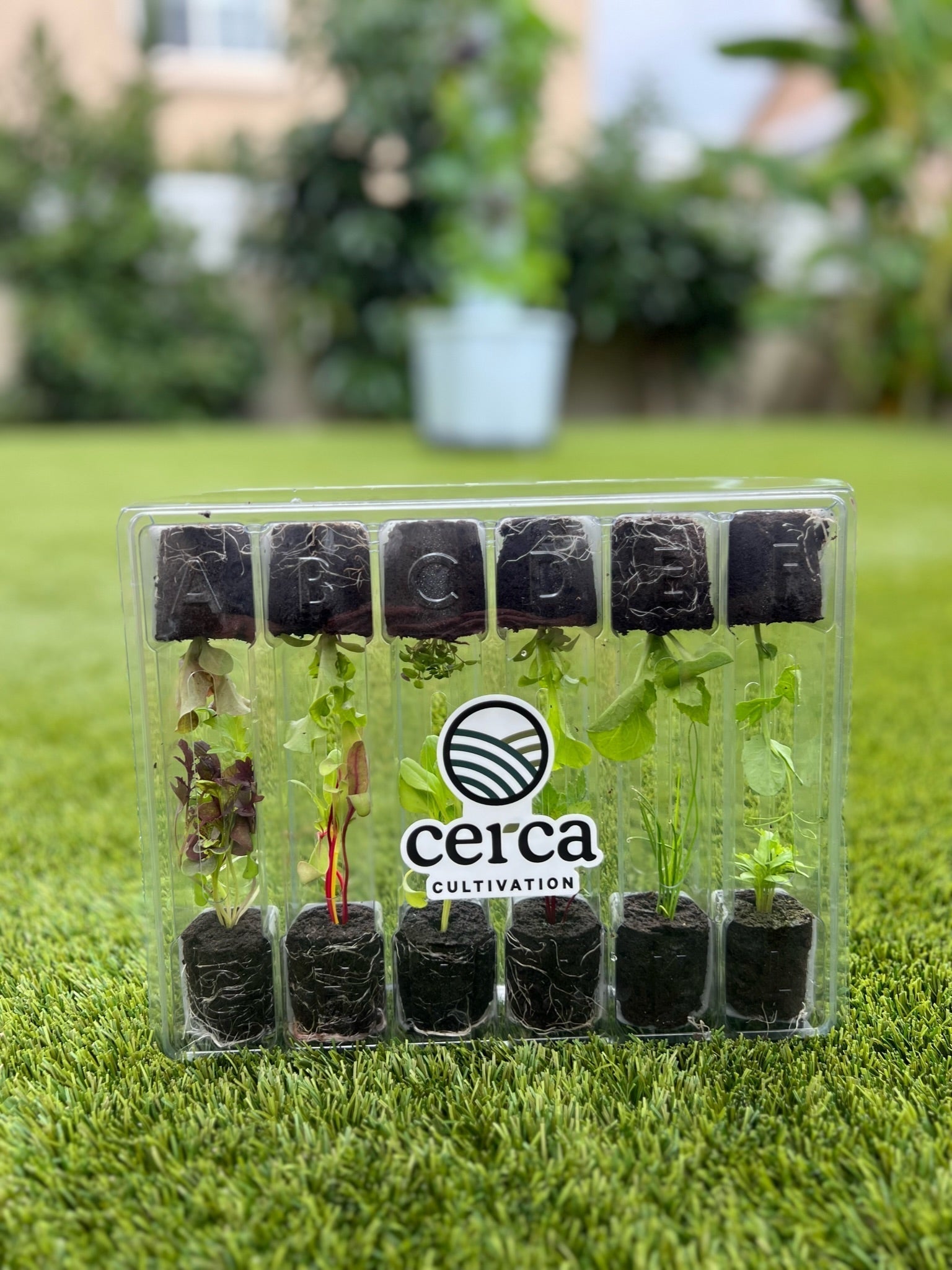 Beginner Gardener’s Guide: Easiest Vegetables & Herbs to Grow