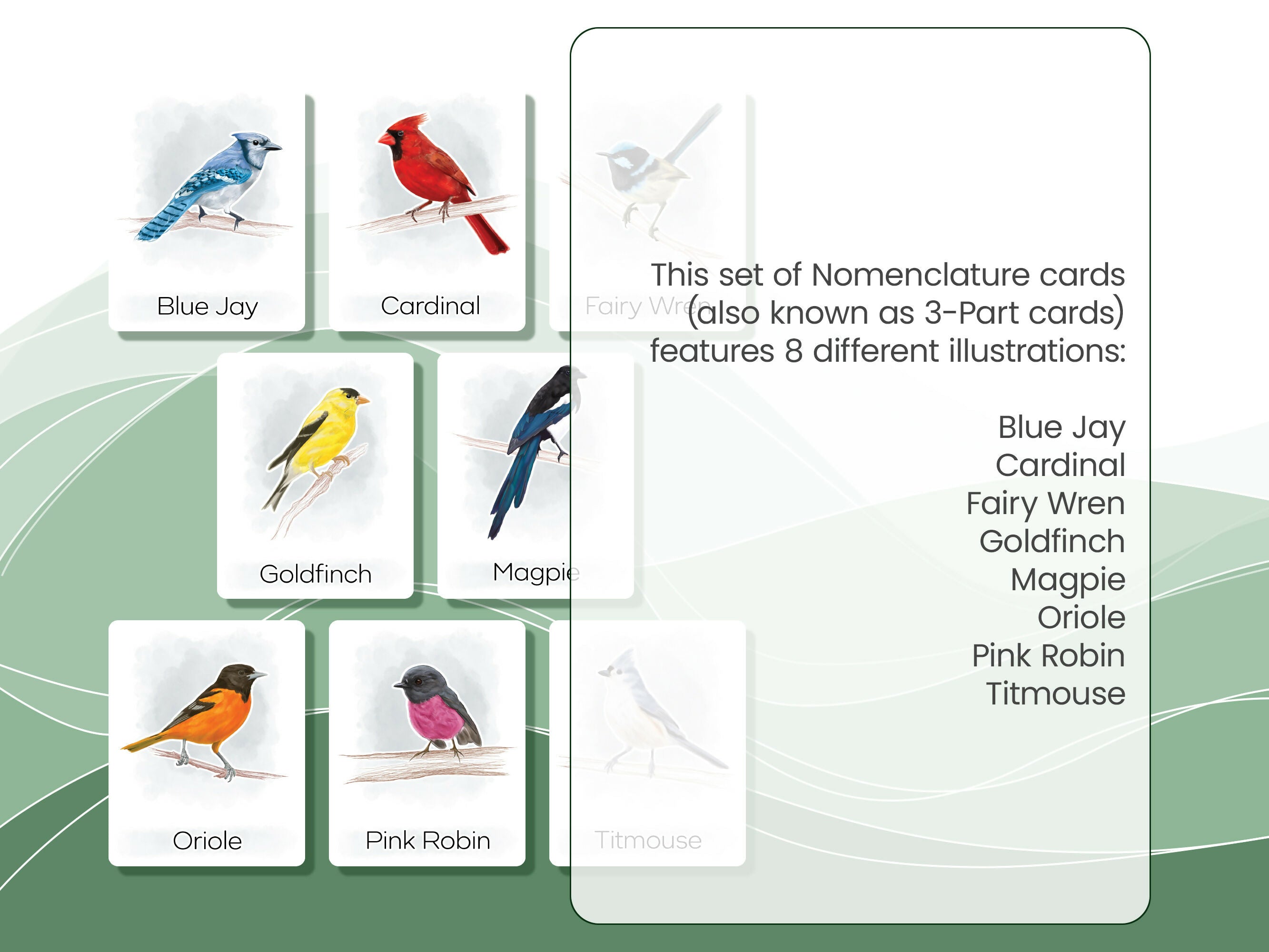 Nomenclature Cards Set - Illustrated Birds