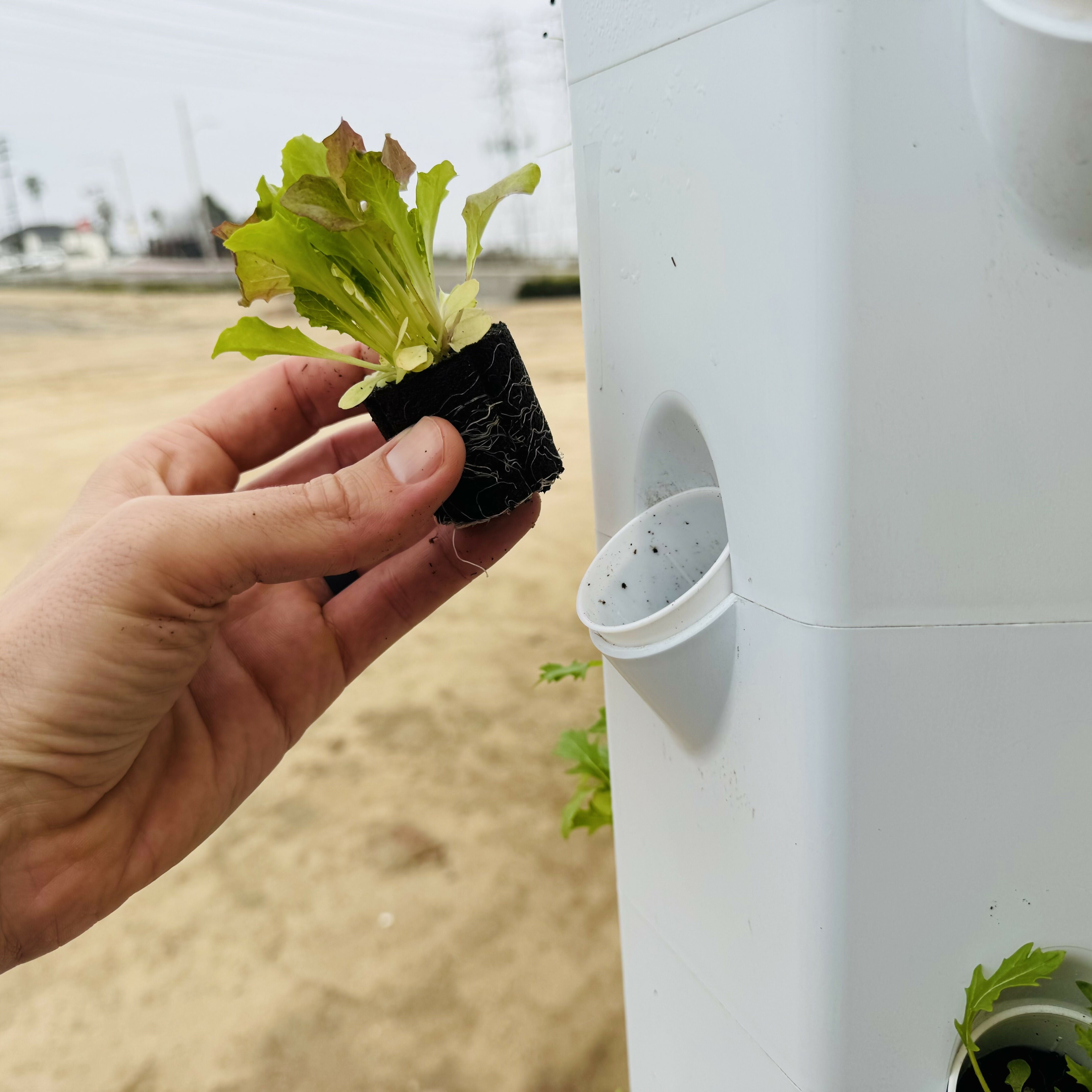 Lettuce Bundle (12 seedlings)