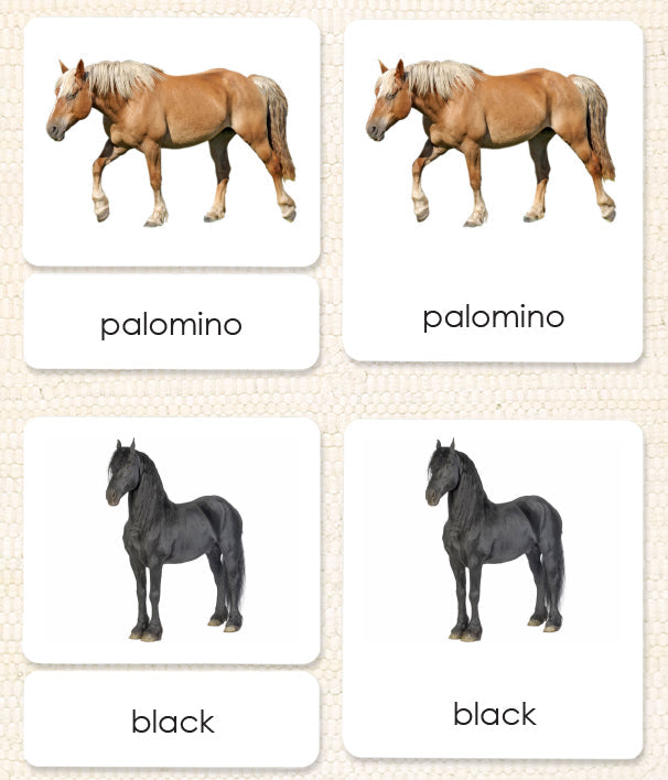 Horses (Coat Colors) Book & Card Set