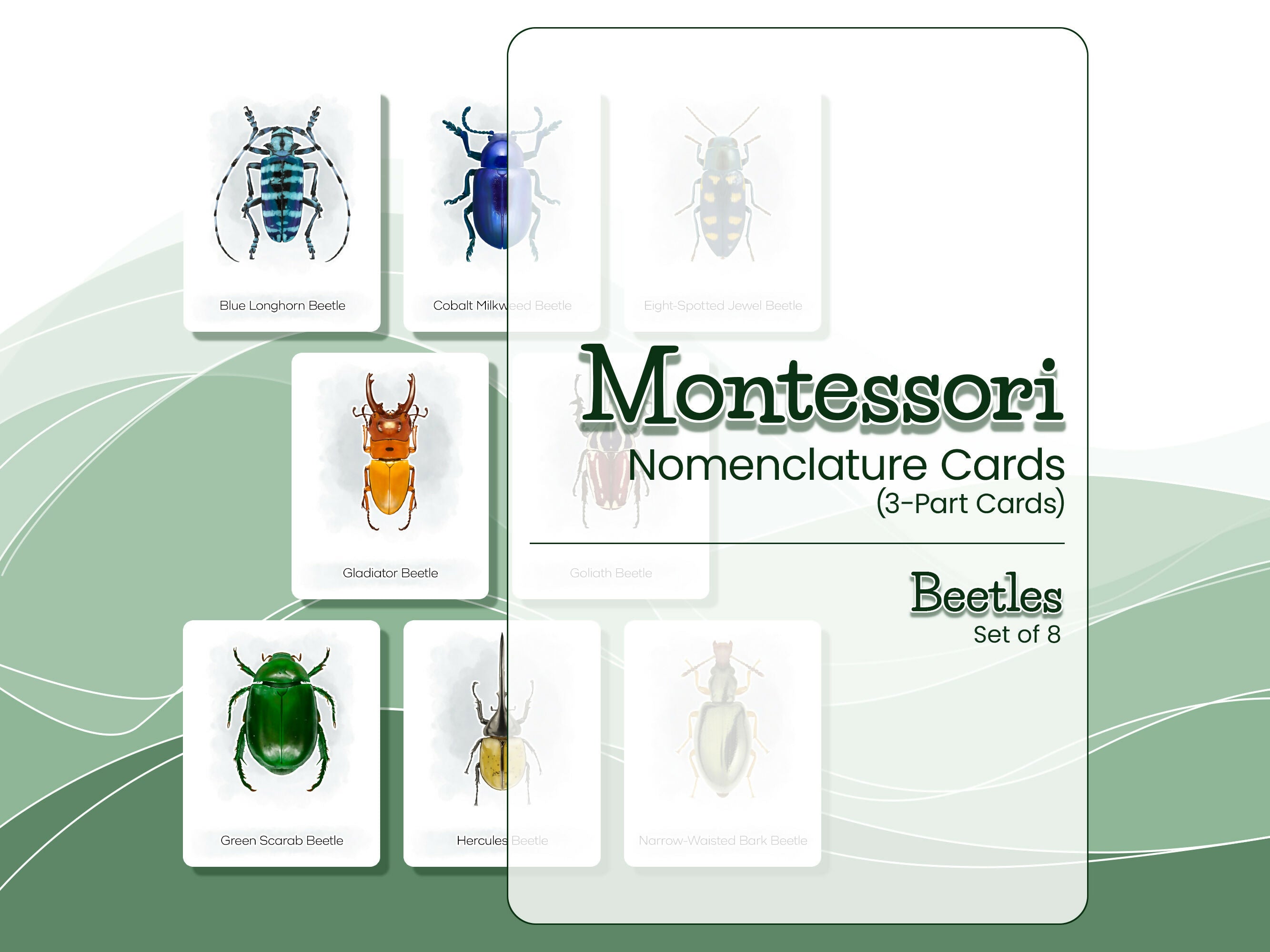 Nomenclature Cards Set - Illustrated Beetles