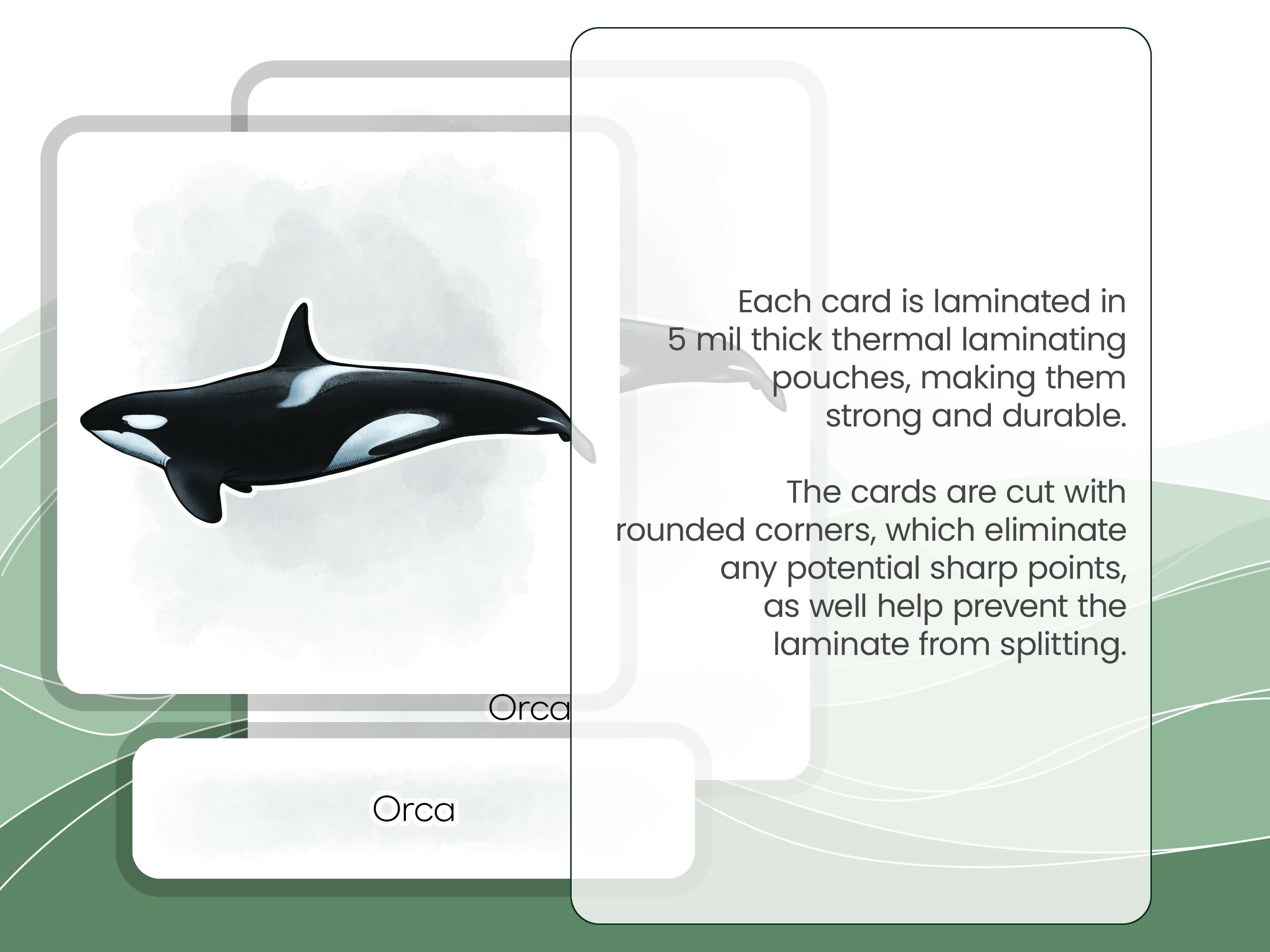 Nomenclature Cards Set - Illustrated Whales