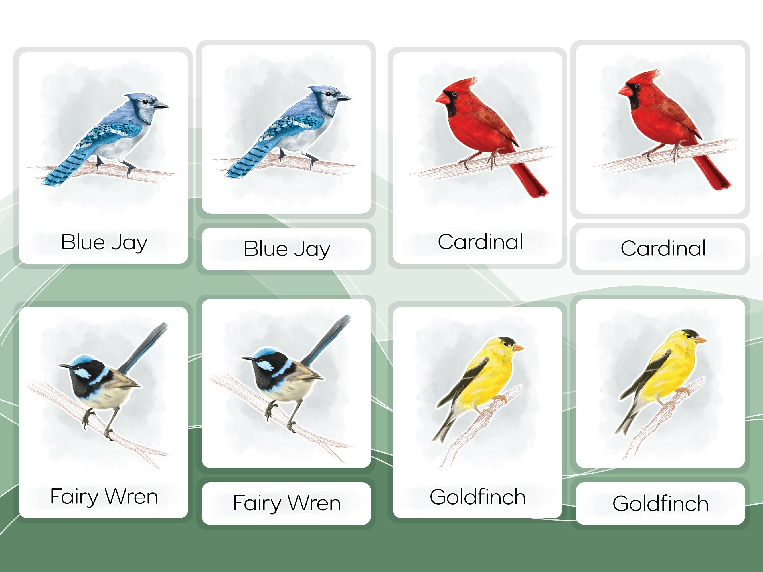 Nomenclature Cards Set - Illustrated Birds
