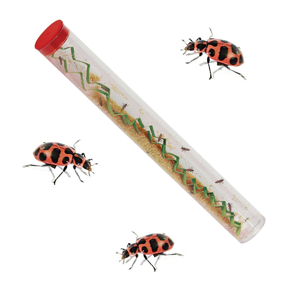 Tube of Ladybug Larvae- Refill