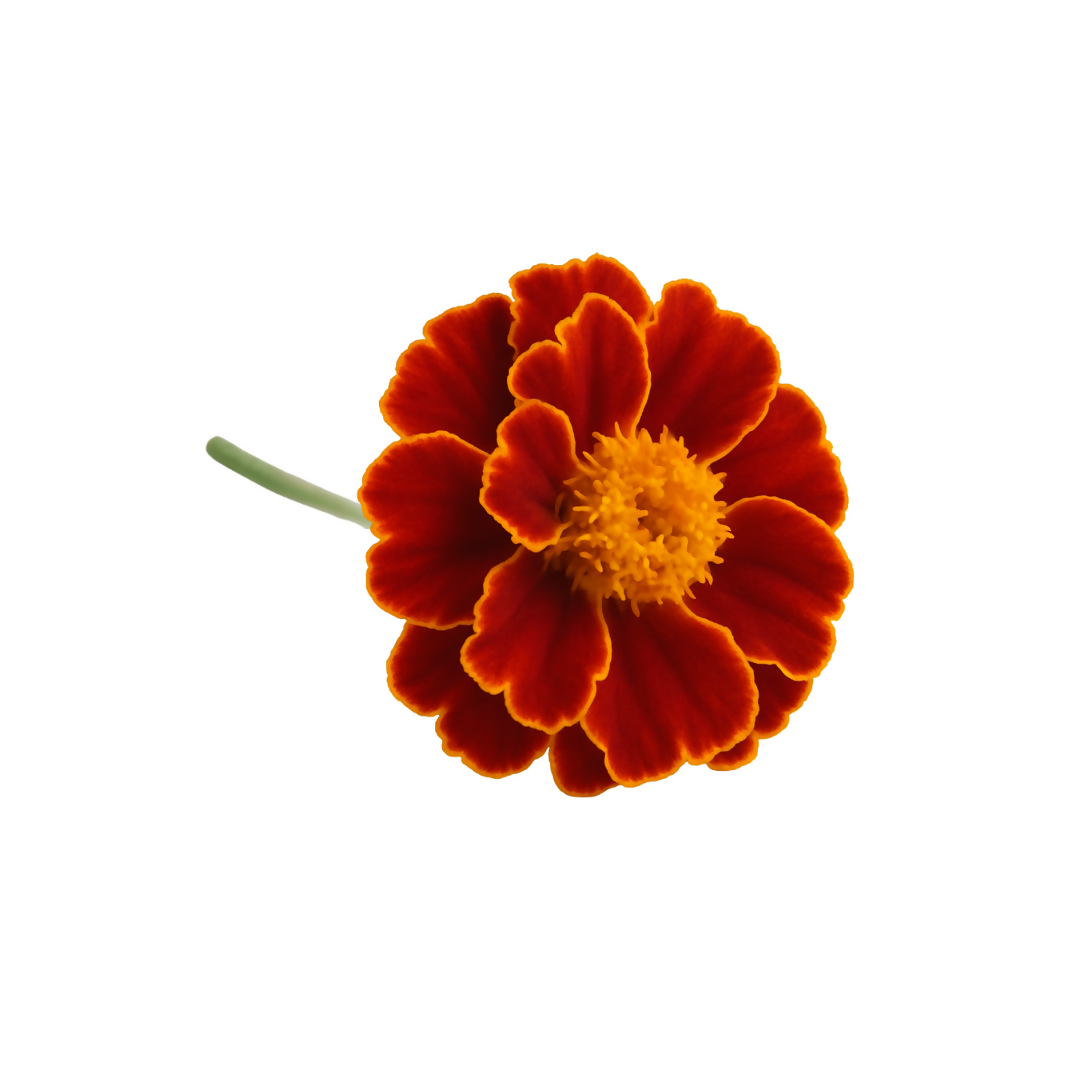 Flower Bundle (12 seedlings)