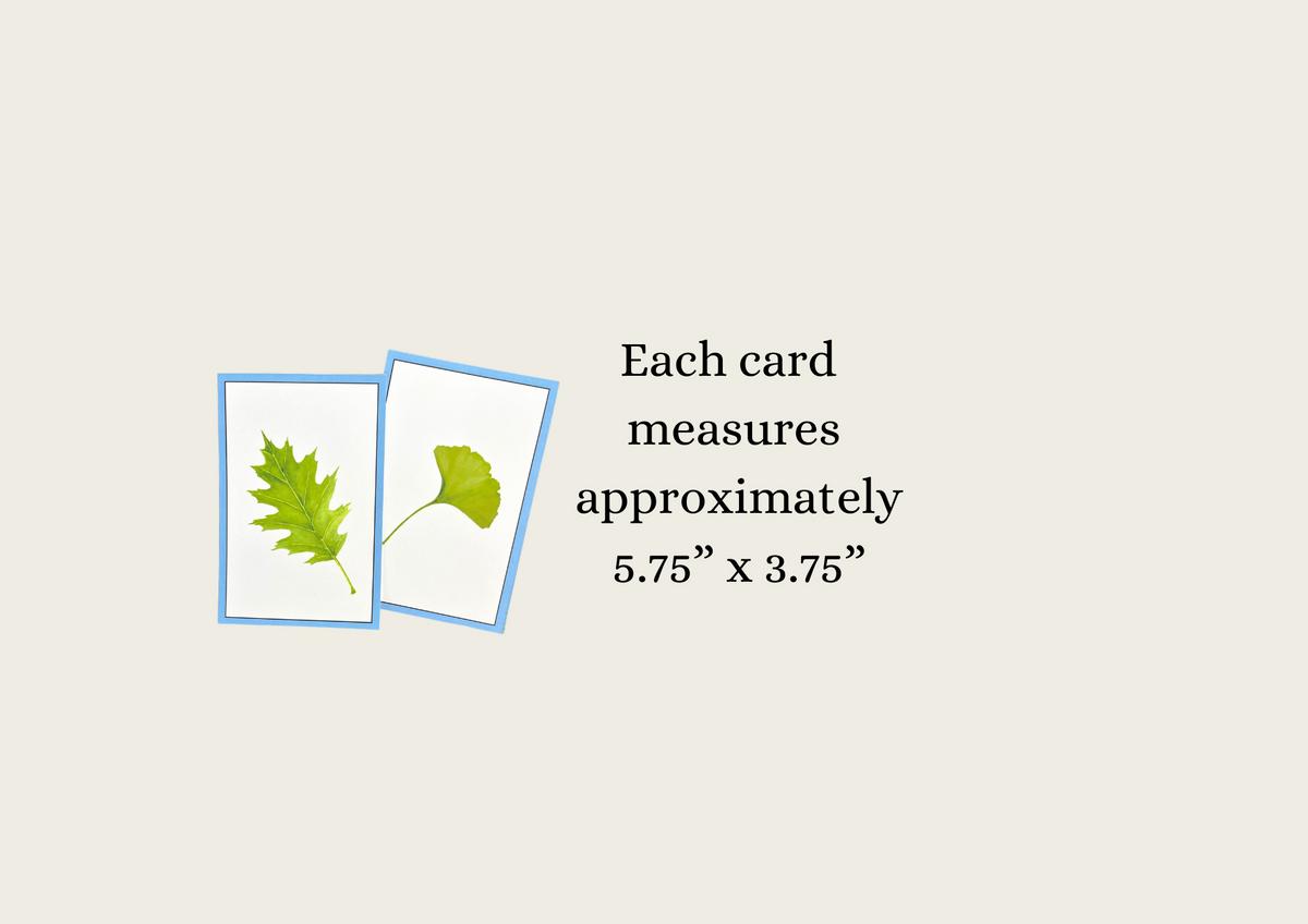 Leaves (Hand-drawn) Language Cards