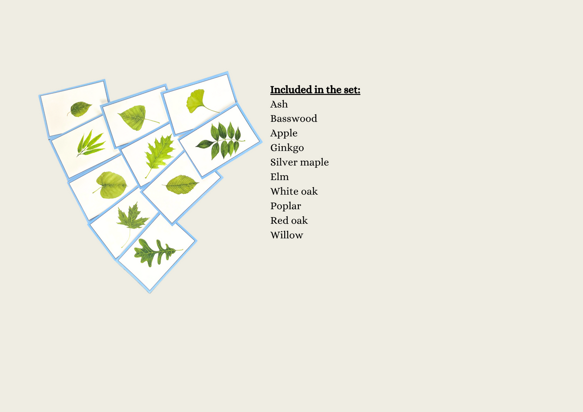 Leaves (Hand-drawn) Language Cards
