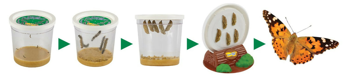 Cup of Caterpillars Refill