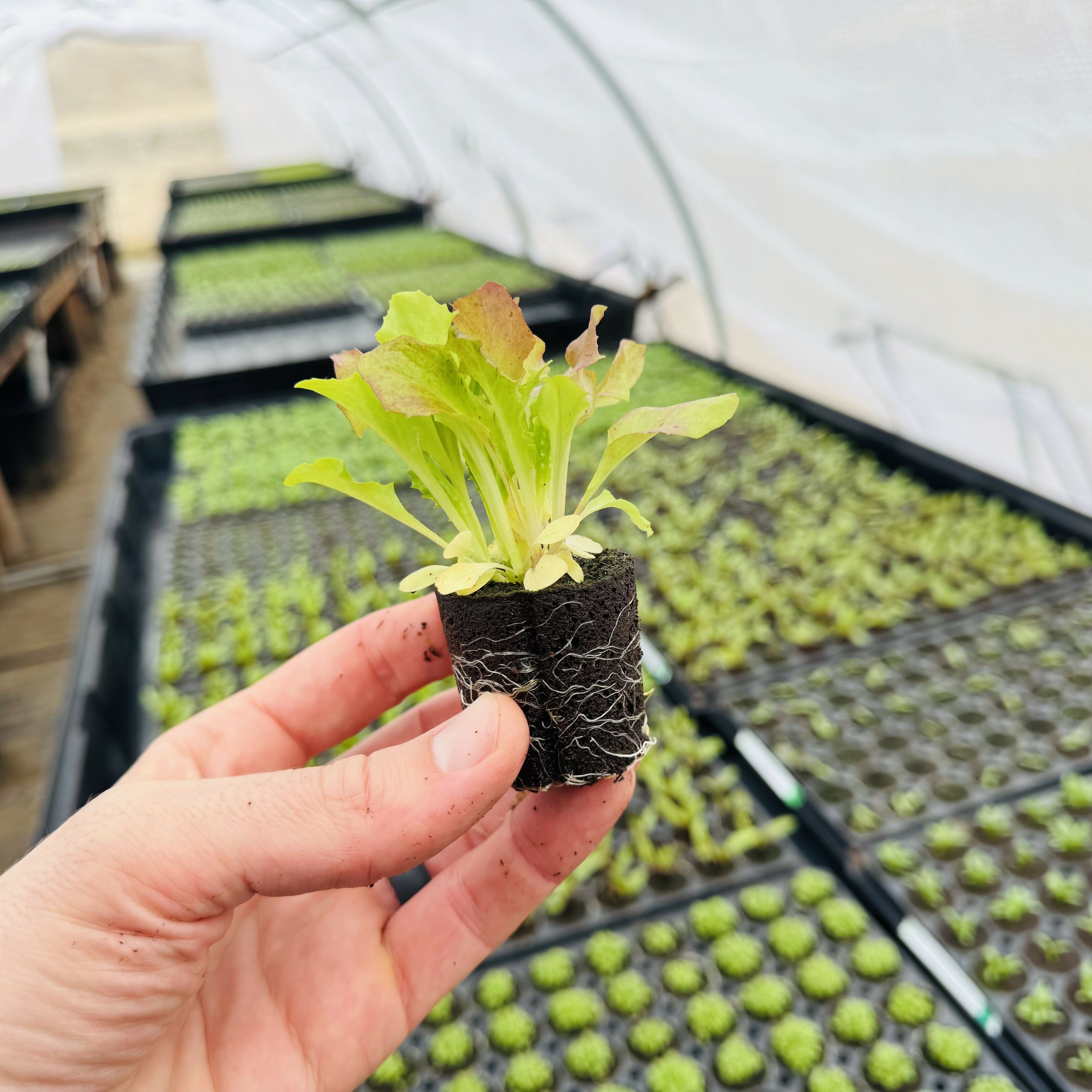 Lettuce Bundle (12 seedlings)