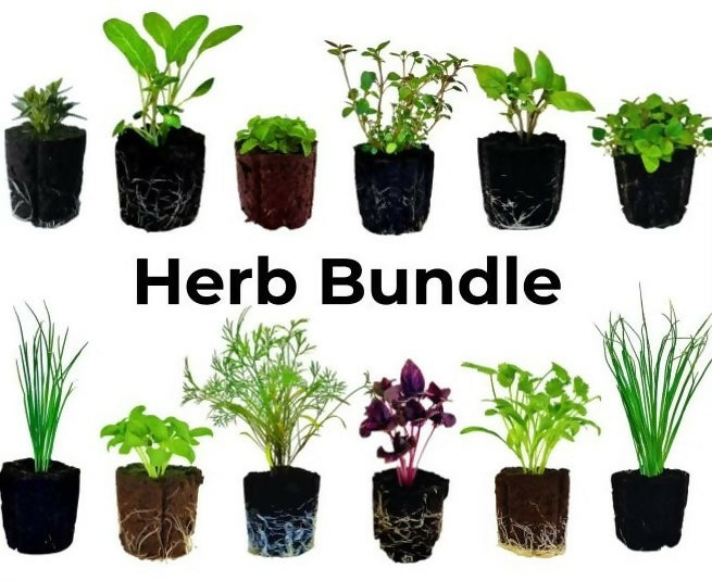 Herb Bundle (12 seedlings)