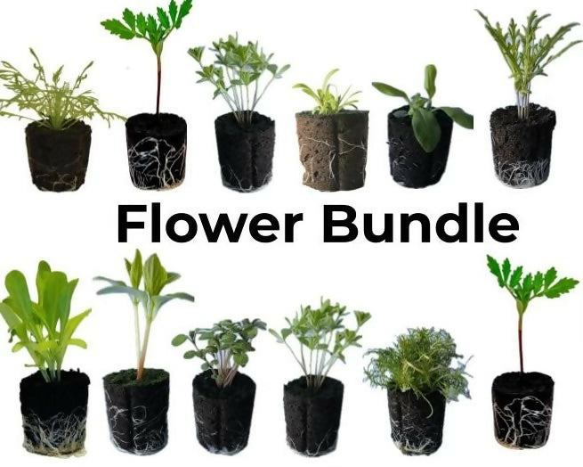 Flower Bundle (12 seedlings)