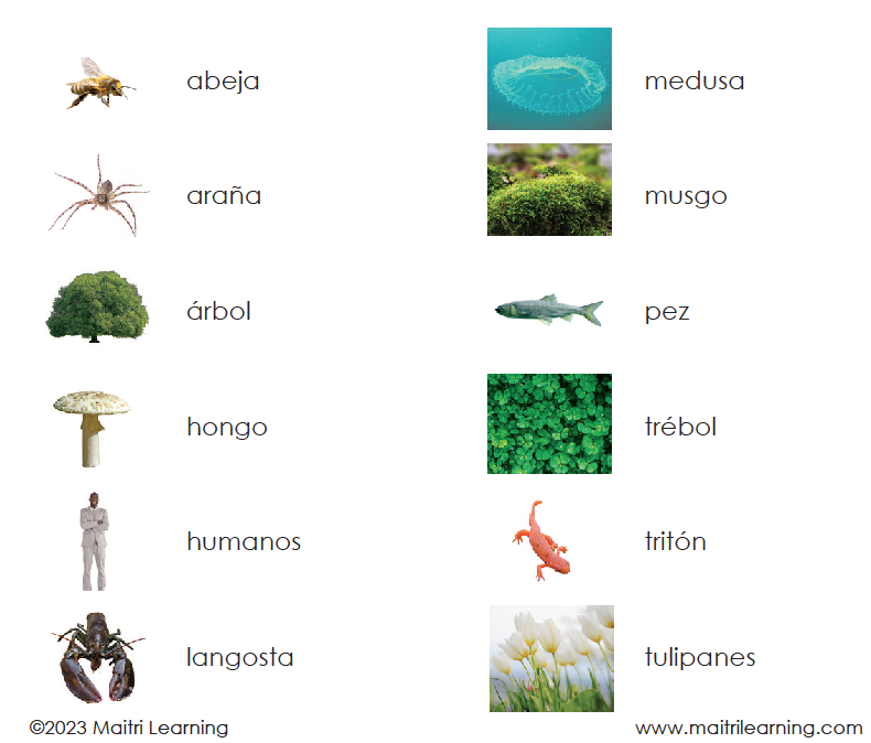 Spanish Living 3-Part Cards - Maitri Learning