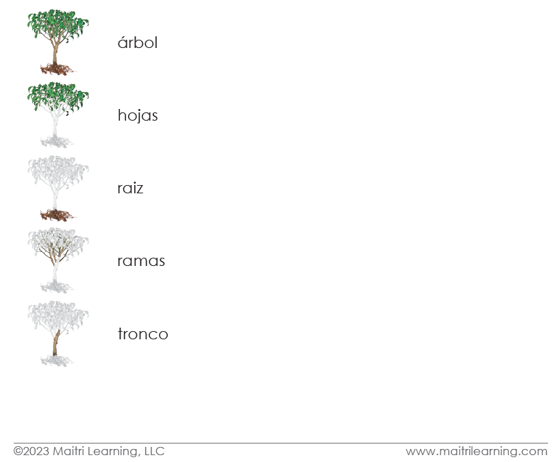 Spanish Parts of the Tree 3-Part Cards