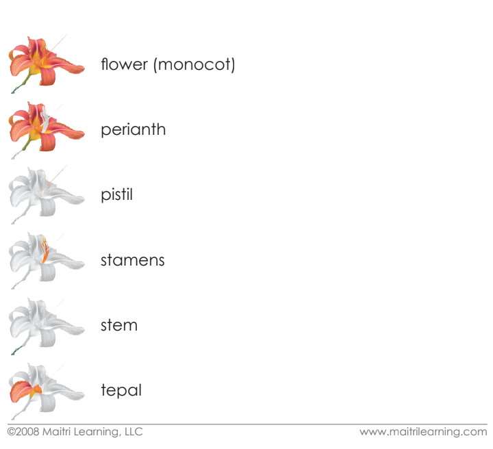 Parts of the Flower (Monocot) Definitions