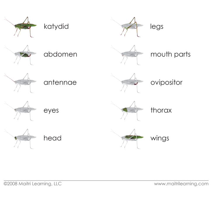 Parts of the Katydid Vocabulary