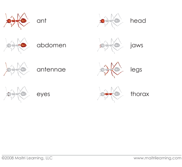 Parts of the Ant Vocabulary