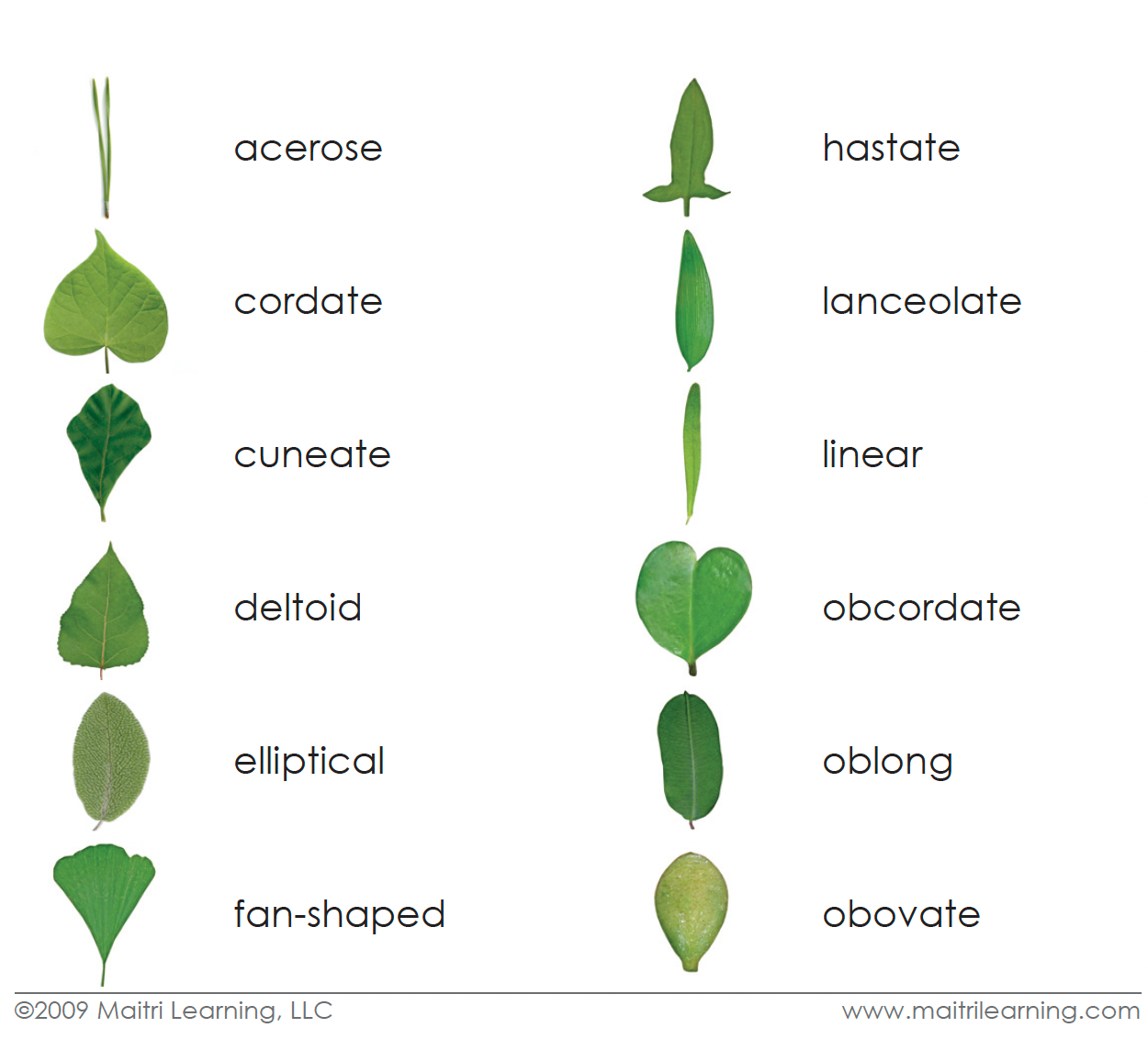 Leaf Shapes Book & Card Set