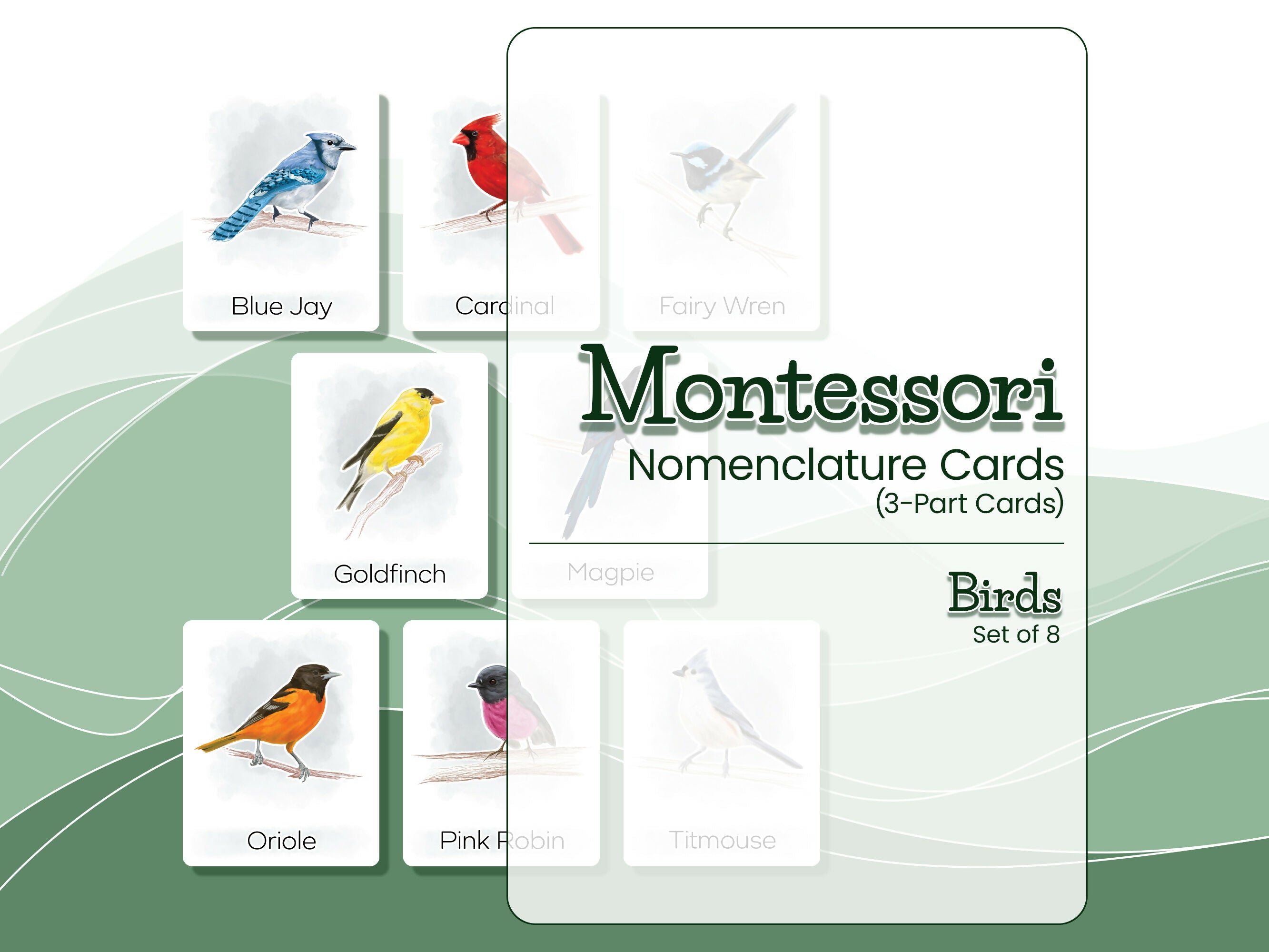 Nomenclature Cards Set - Illustrated Birds