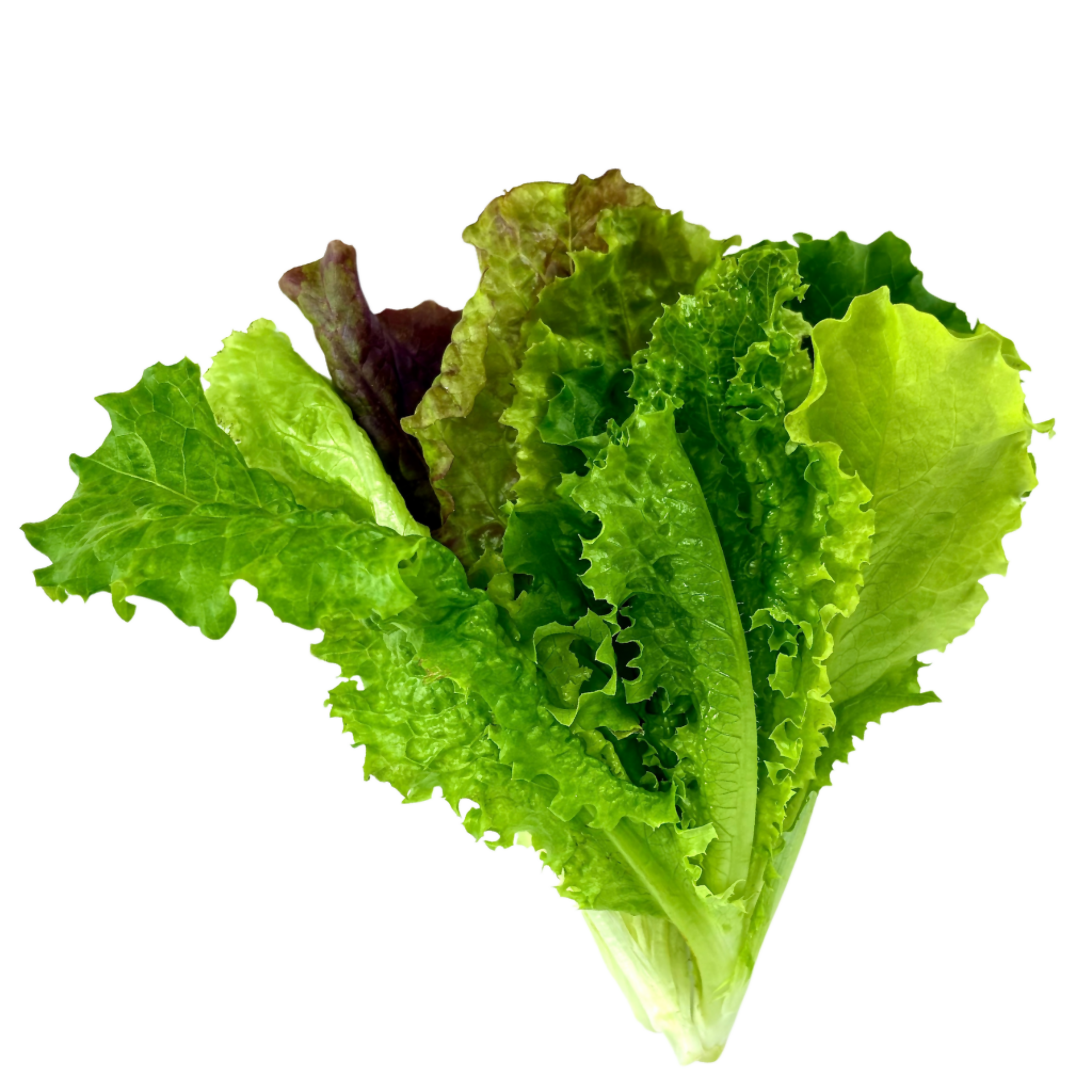 Lettuce Bundle (12 seedlings)