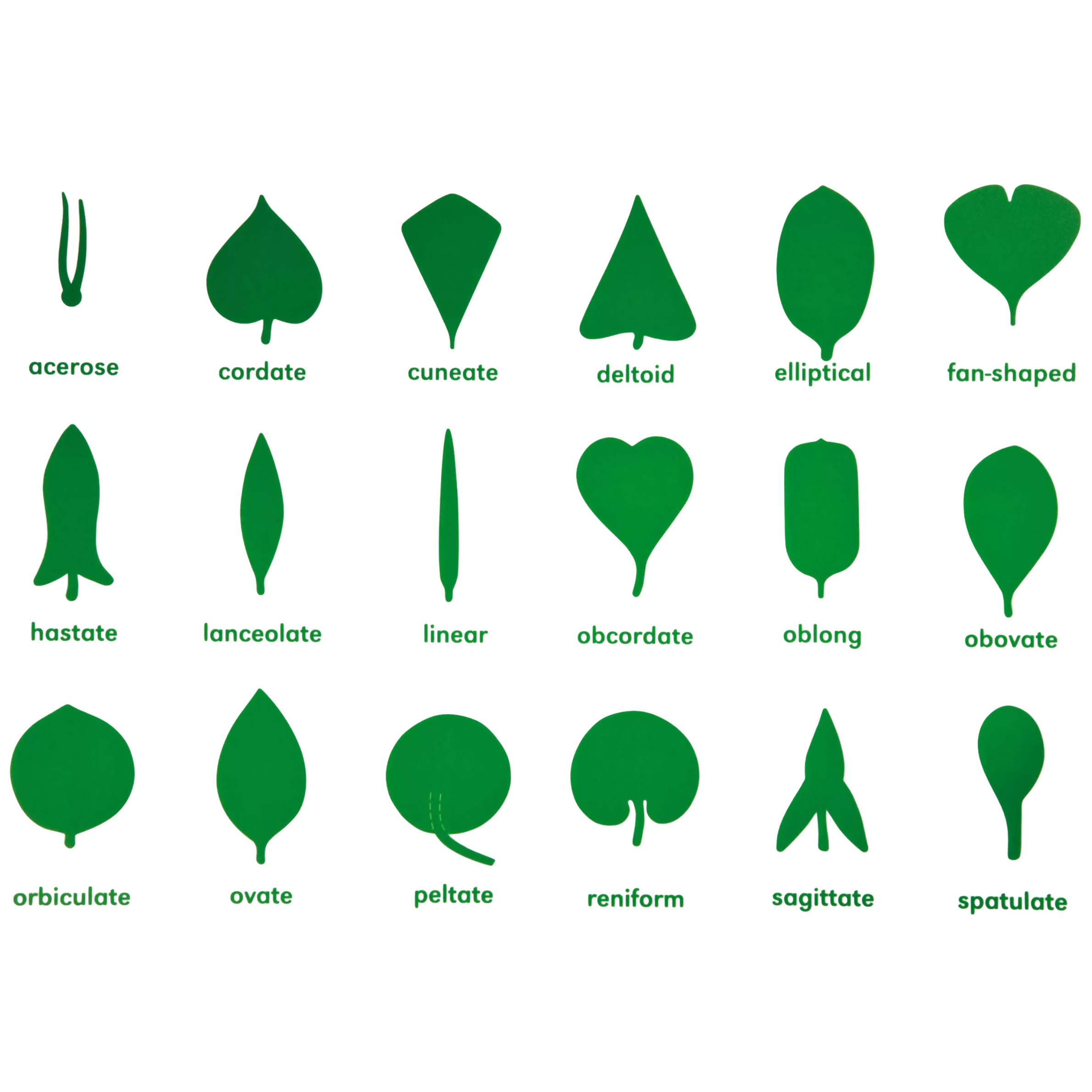 Montessori Leaf Shapes Garden (6 seedlings)