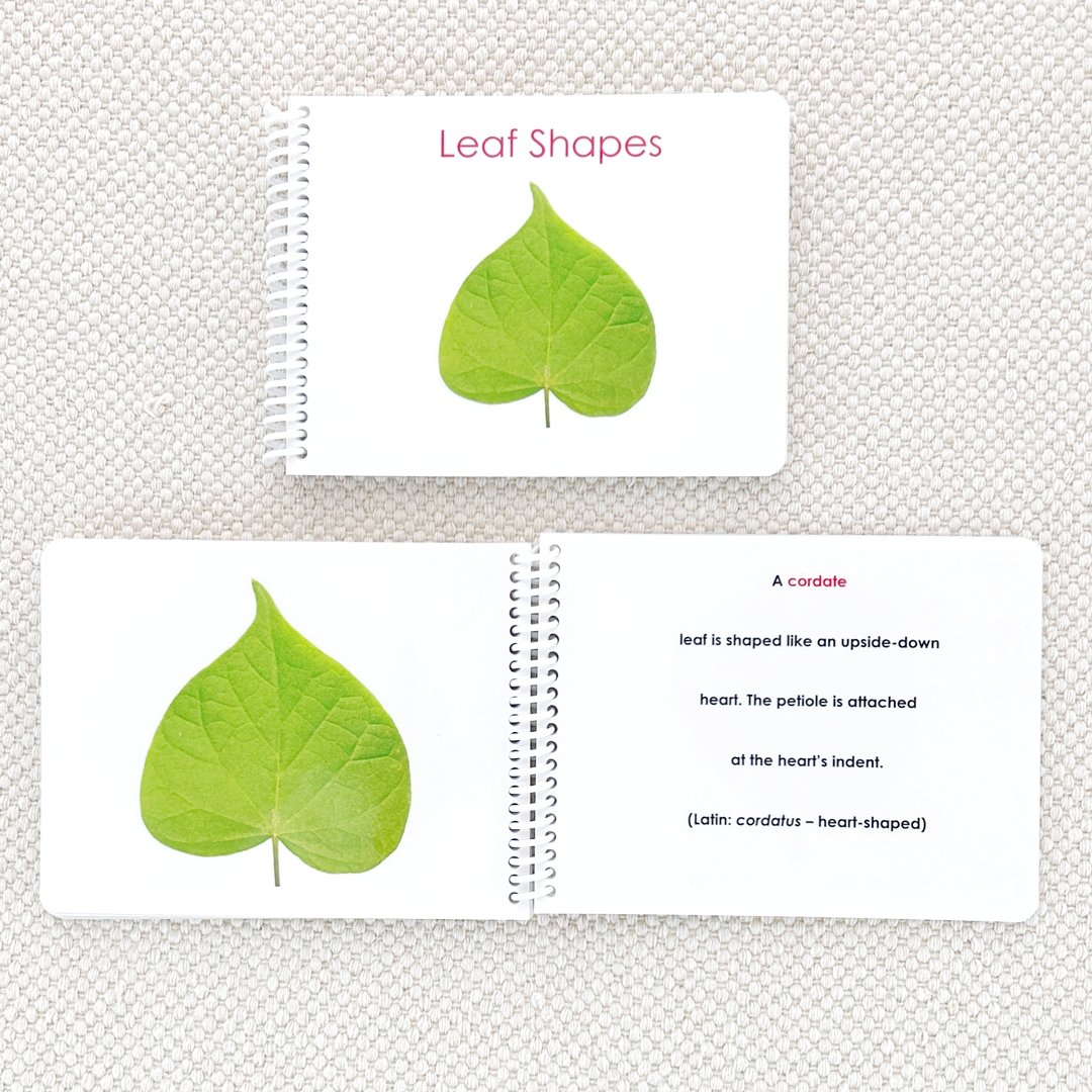 Leaf Shapes (Botany Cabinet) Book