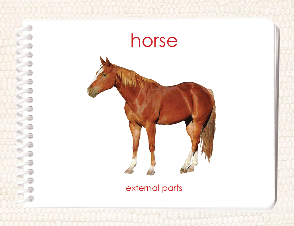 Parts of the Horse Book & Card Set