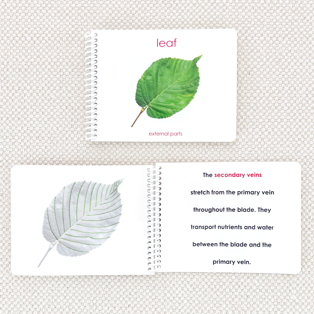 Parts of the Leaf Book