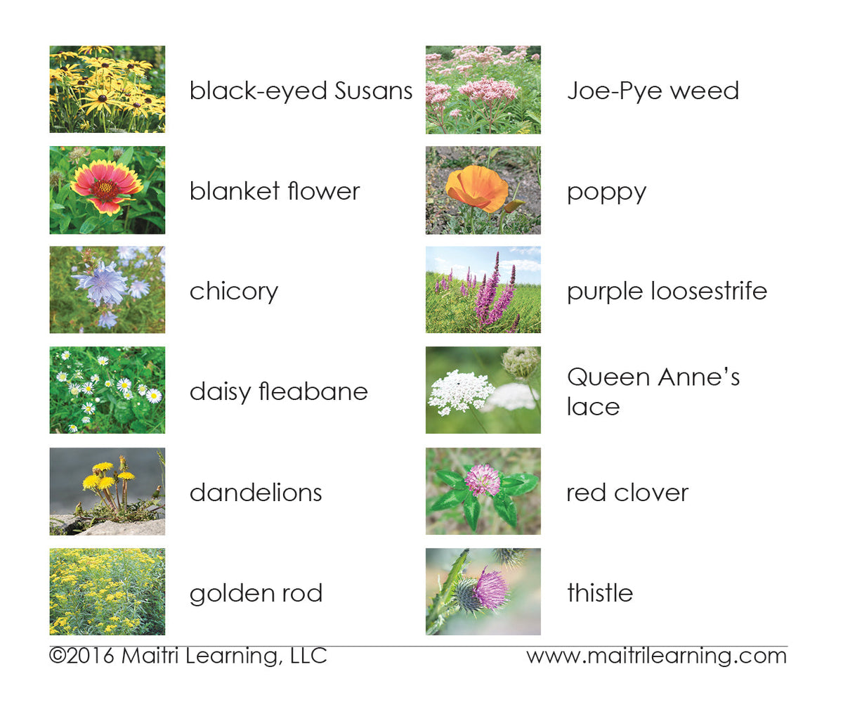 Wildflowers Vocabulary