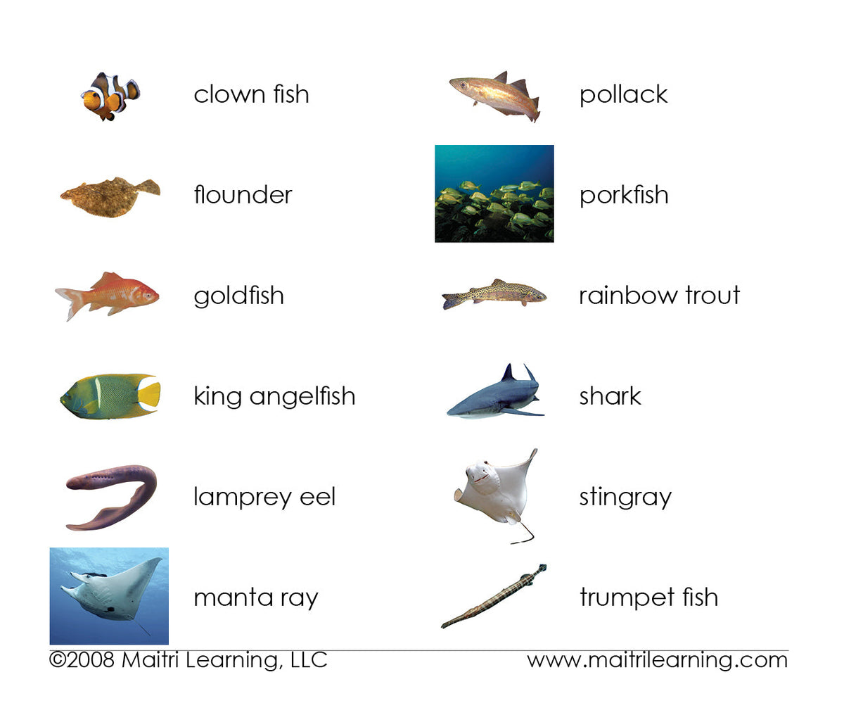 Fish Vocabulary - Maitri Learning