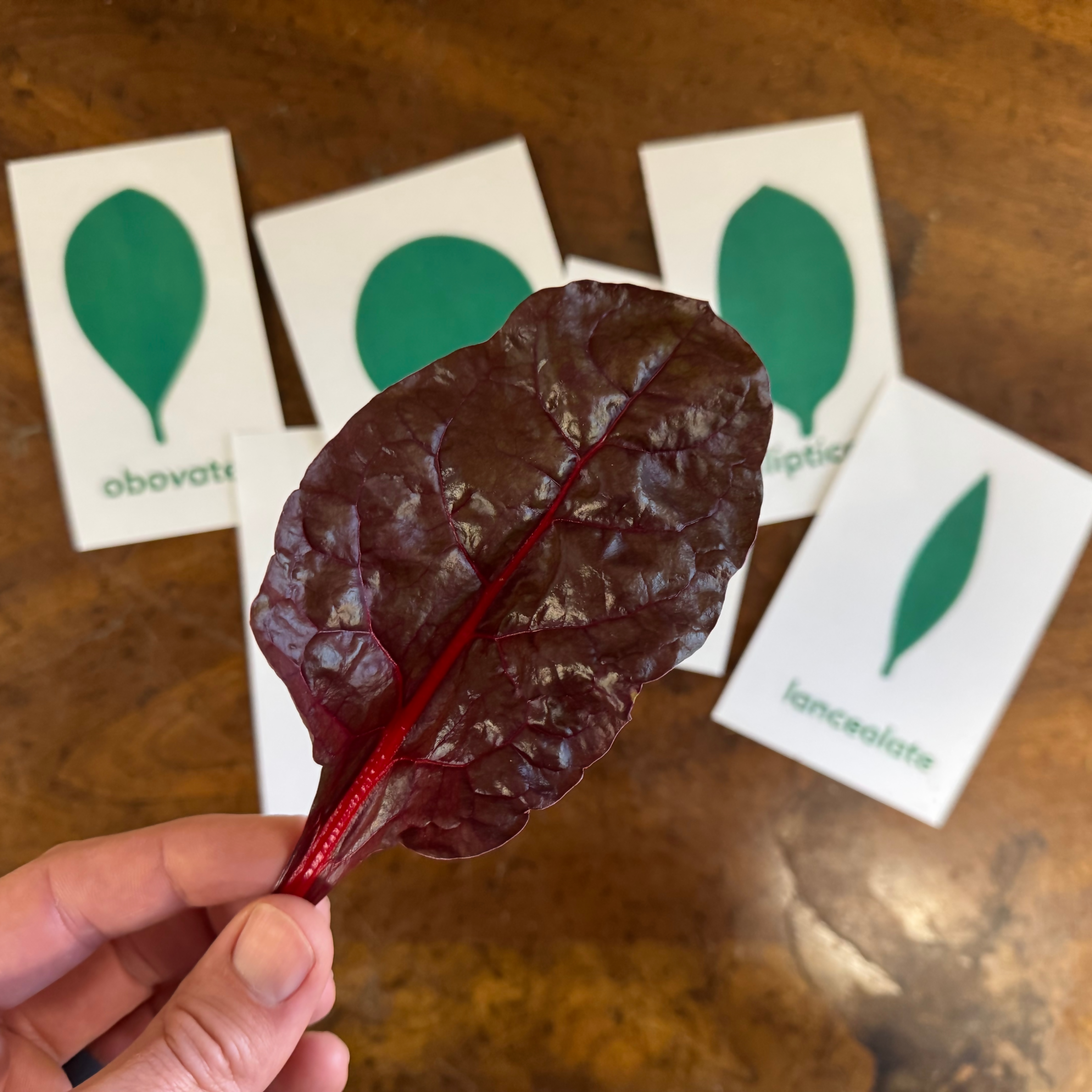 Montessori Leaf Shapes Garden (6 seedlings)