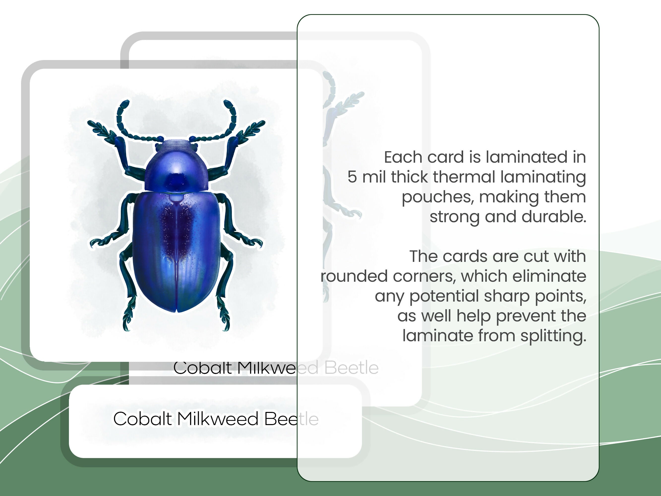 Nomenclature Cards Set - Illustrated Beetles
