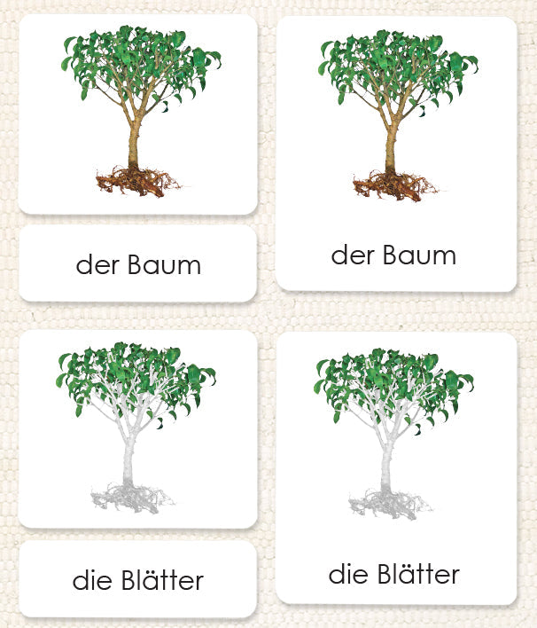 German Parts of the Tree 3-Part Reading
