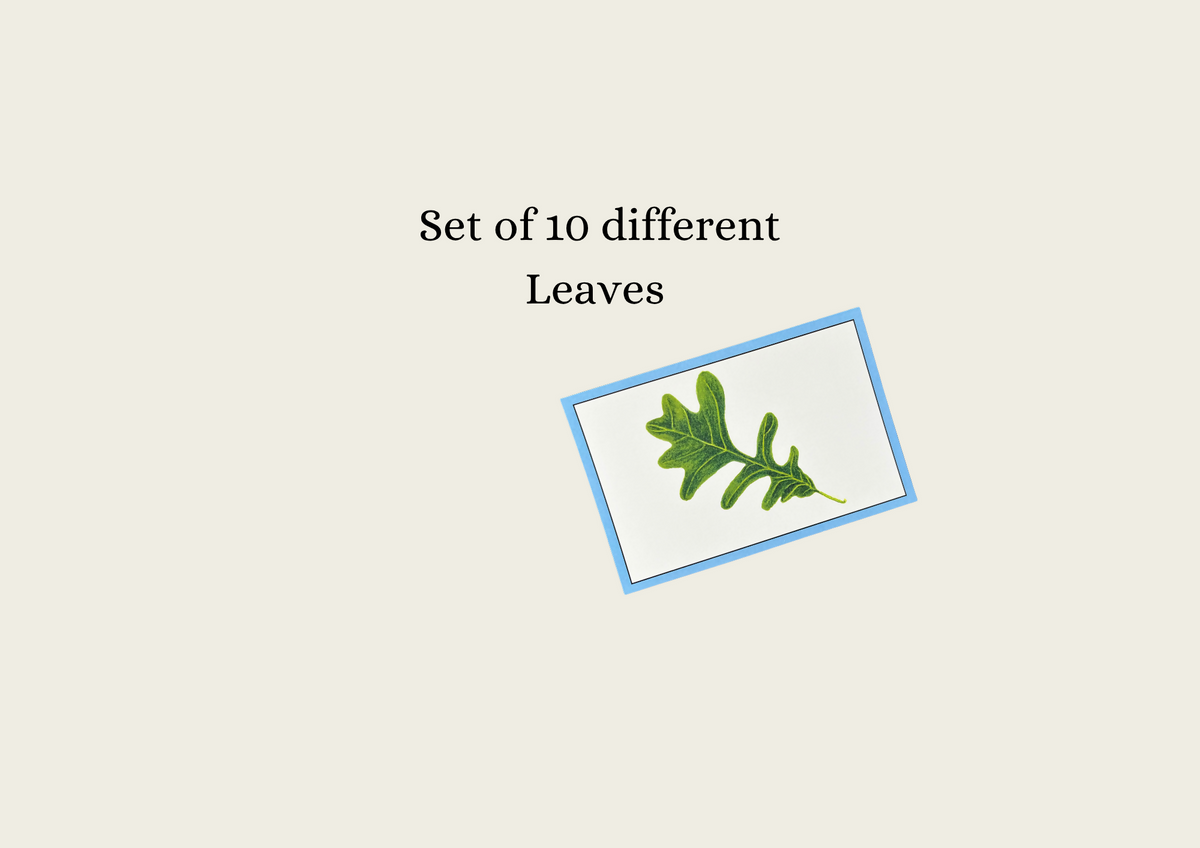 Leaves (Hand-drawn) Language Cards