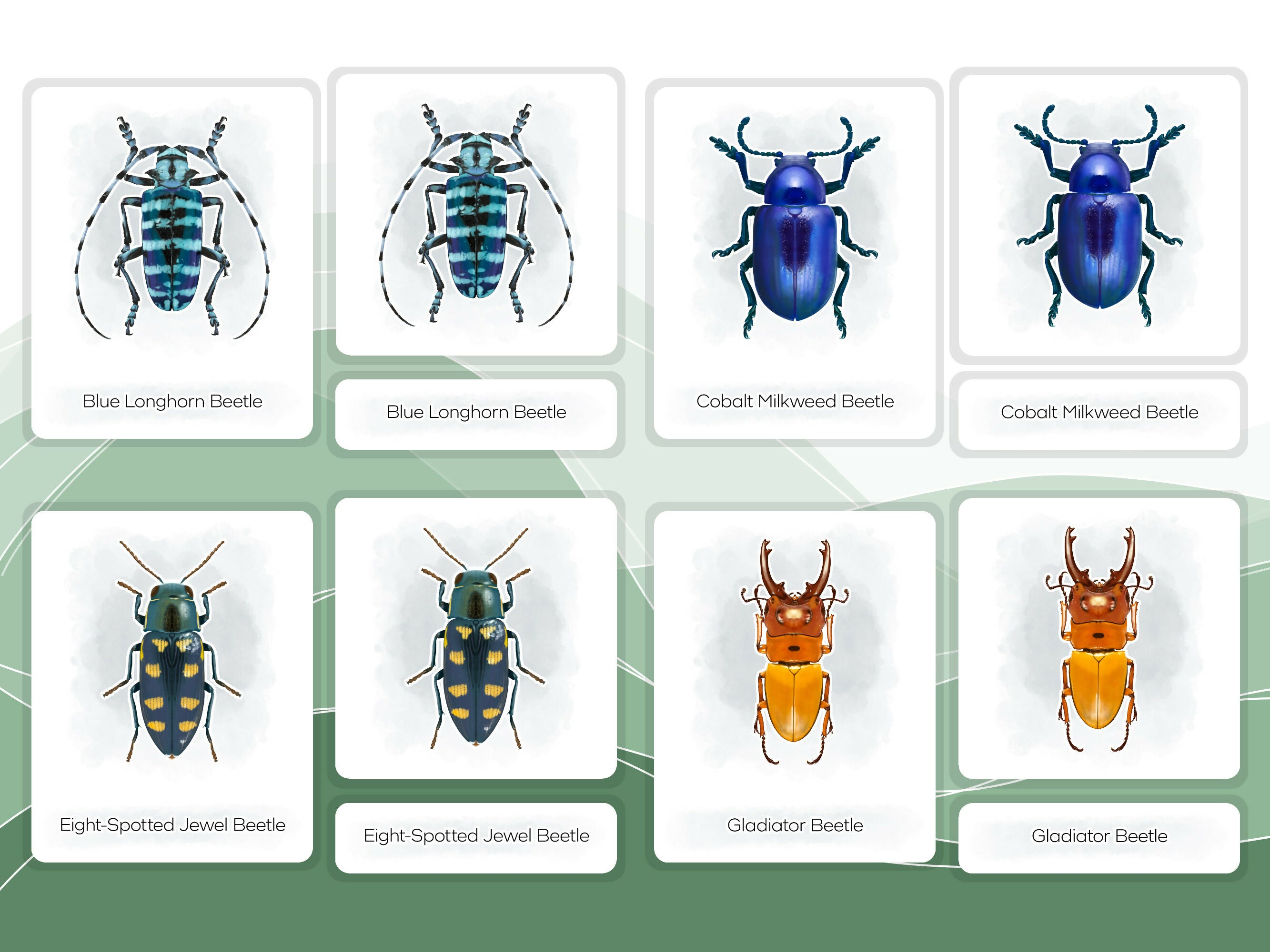 Nomenclature Cards Set - Illustrated Beetles