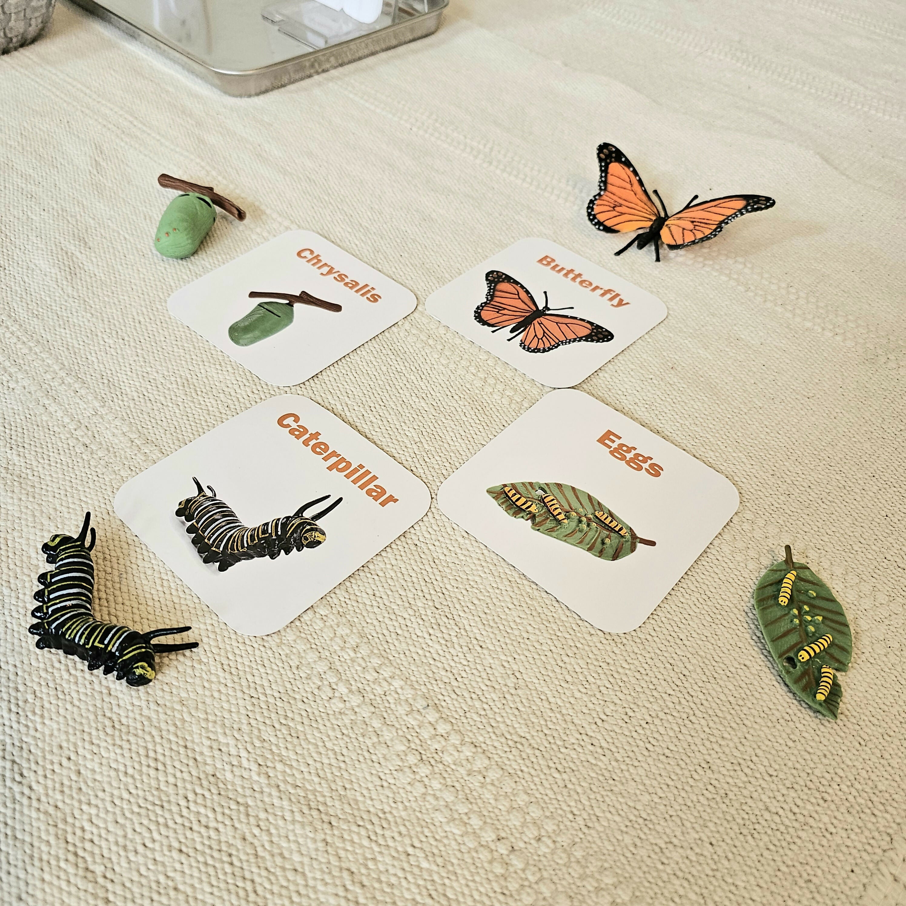 Butterfly Lifecycle Downloadable