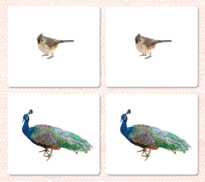 Birds Matching
