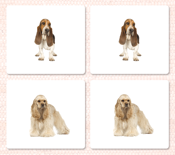 Dogs Matching