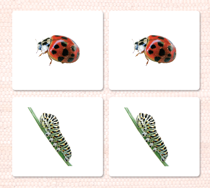 Insects Matching