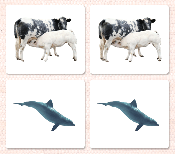 Mammals Matching