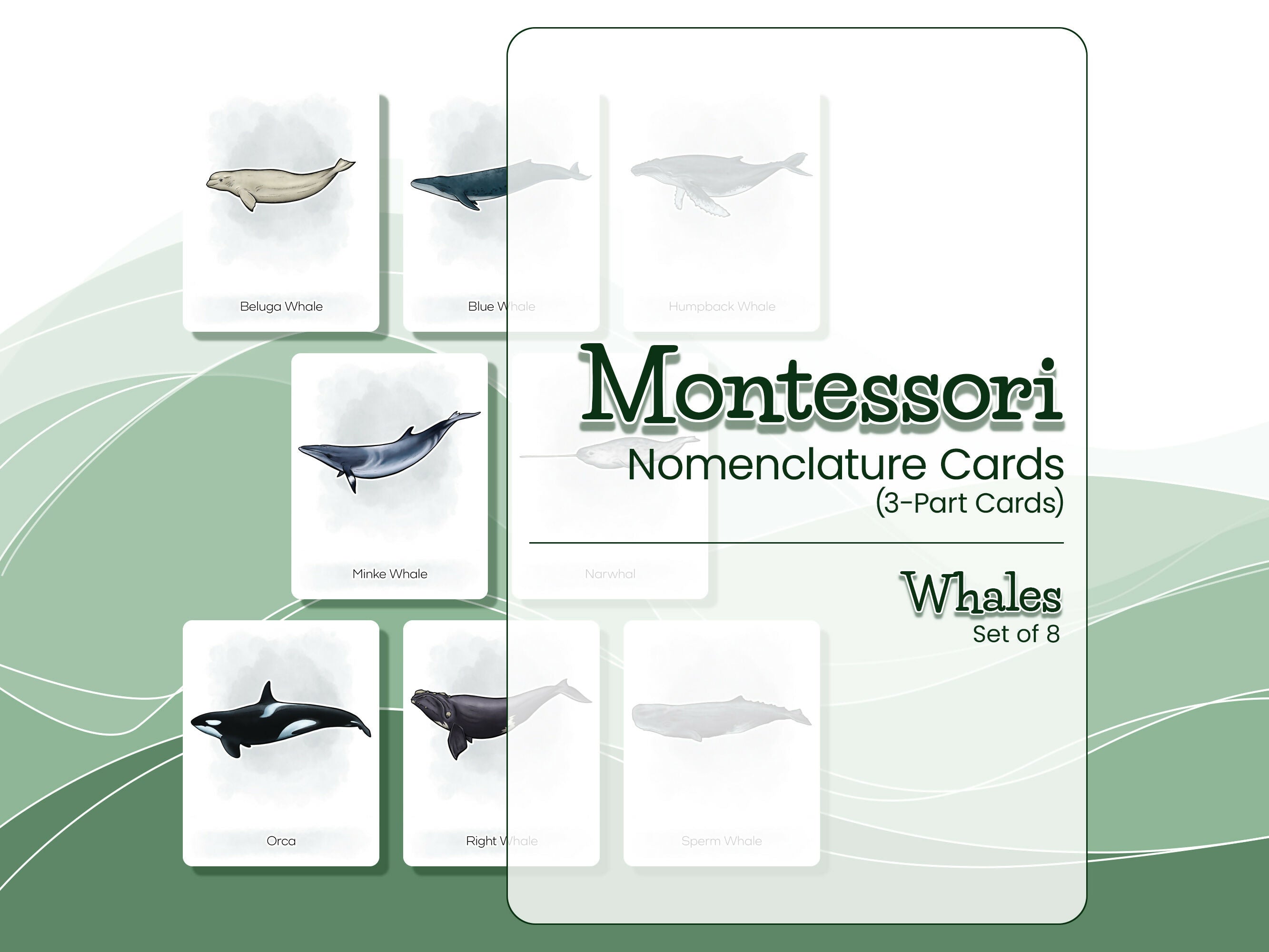 Nomenclature Cards Set - Illustrated Whales