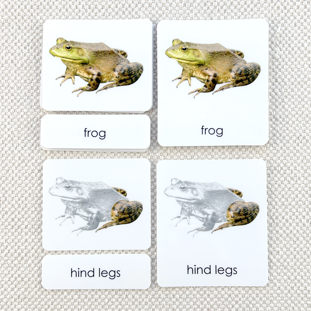 Vertebrates