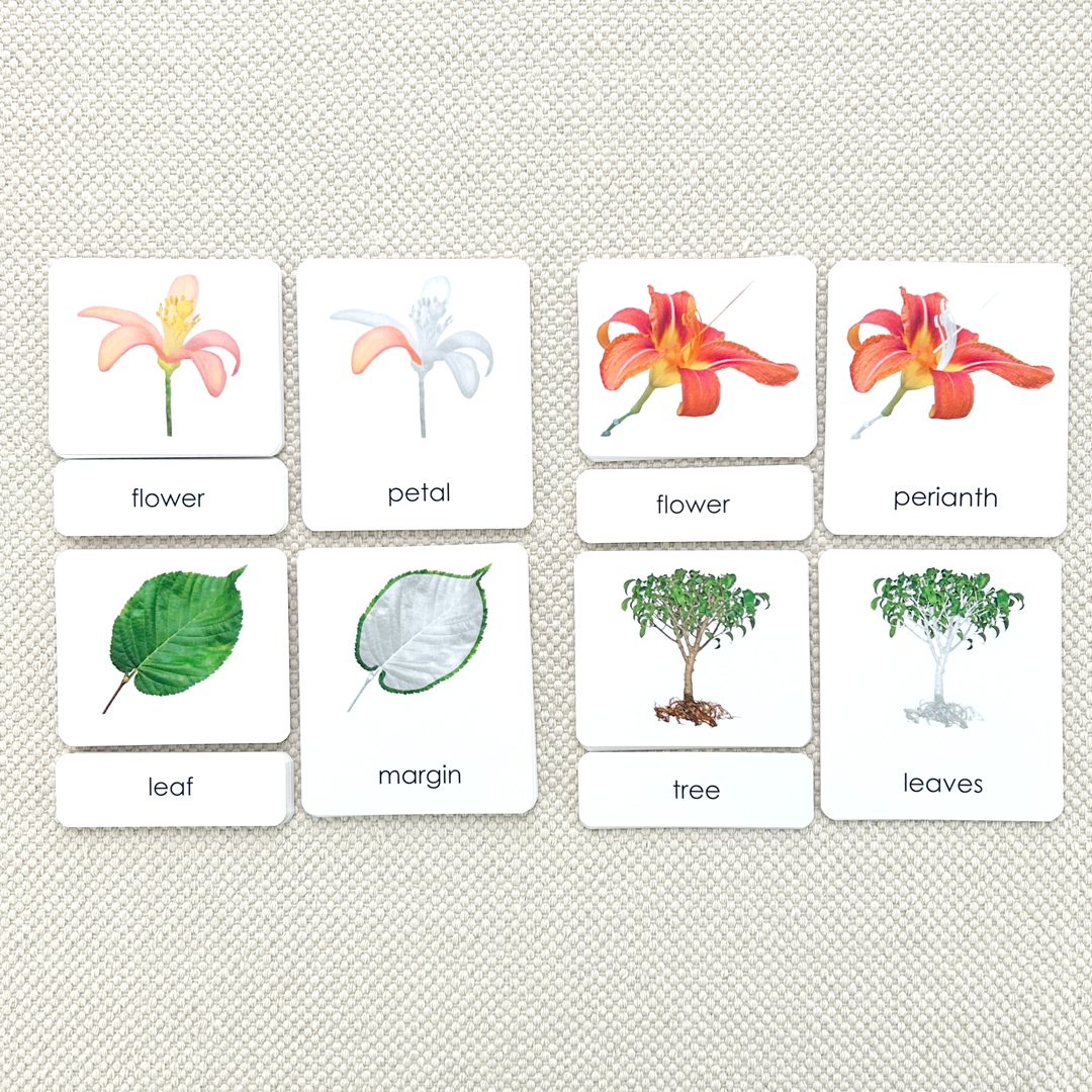 Botany "Parts of" 3-Part Set