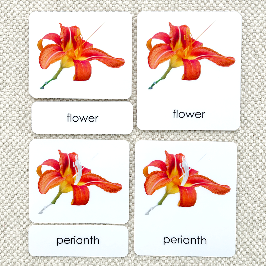 Botany "Parts of" 3-Part Set