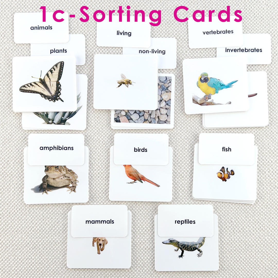 Early Literacy Bundles