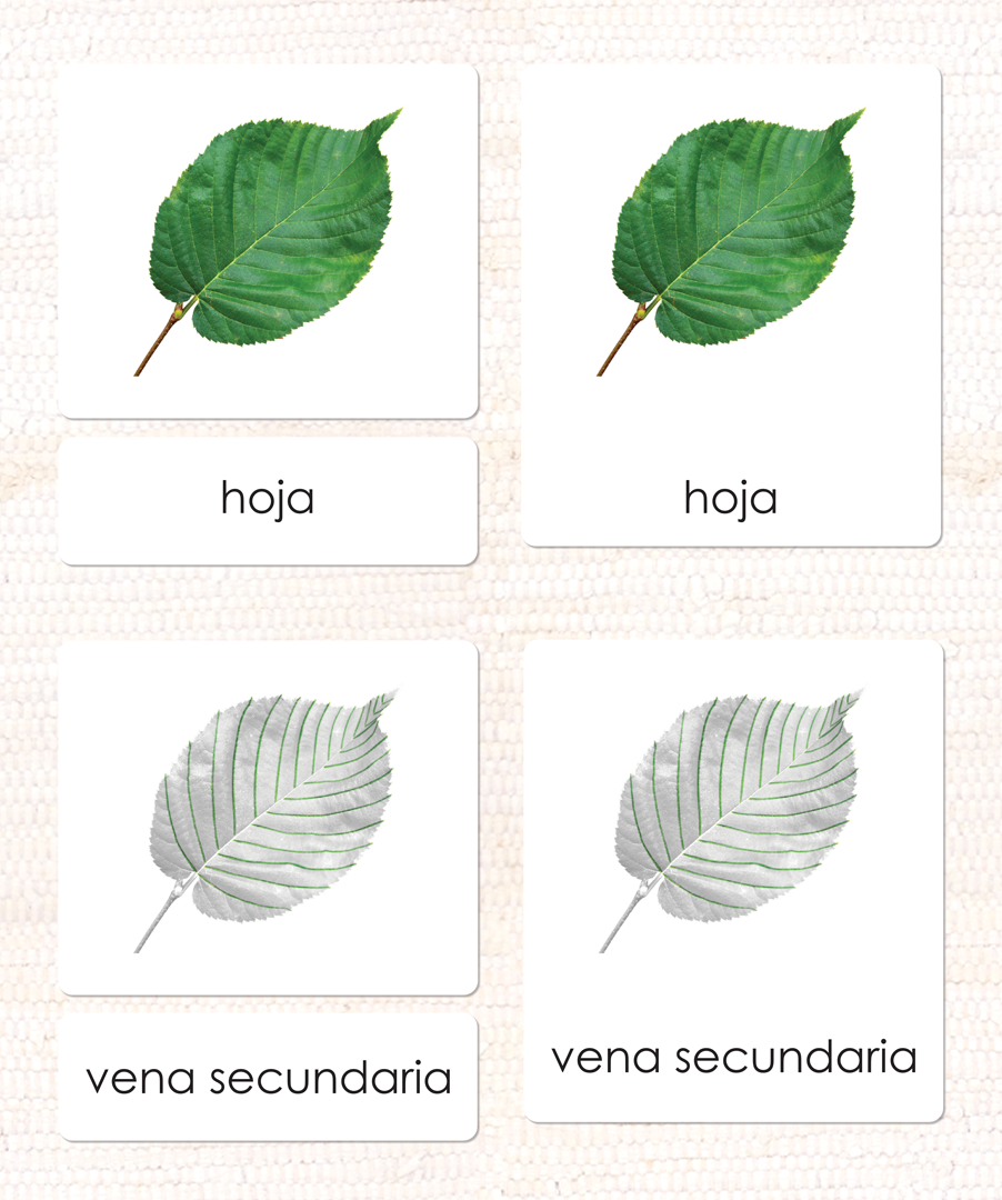 Spanish Parts of the Leaf 3-Part Cards
