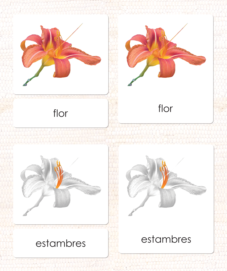 Spanish Parts of the Flower (Monocot) 3-Part Cards