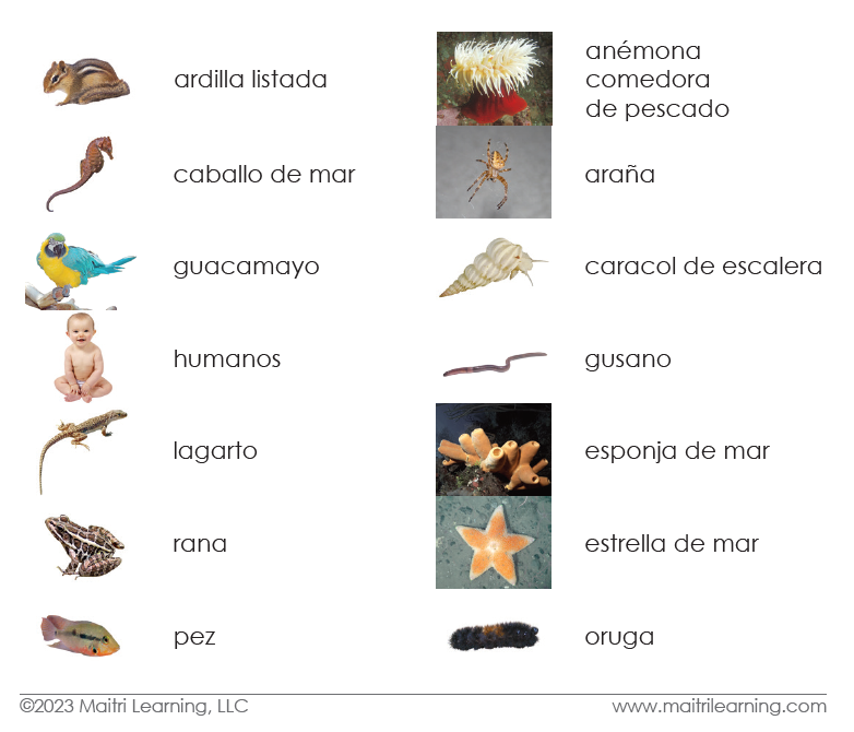 Invertebrates/Vertebrates Sorting