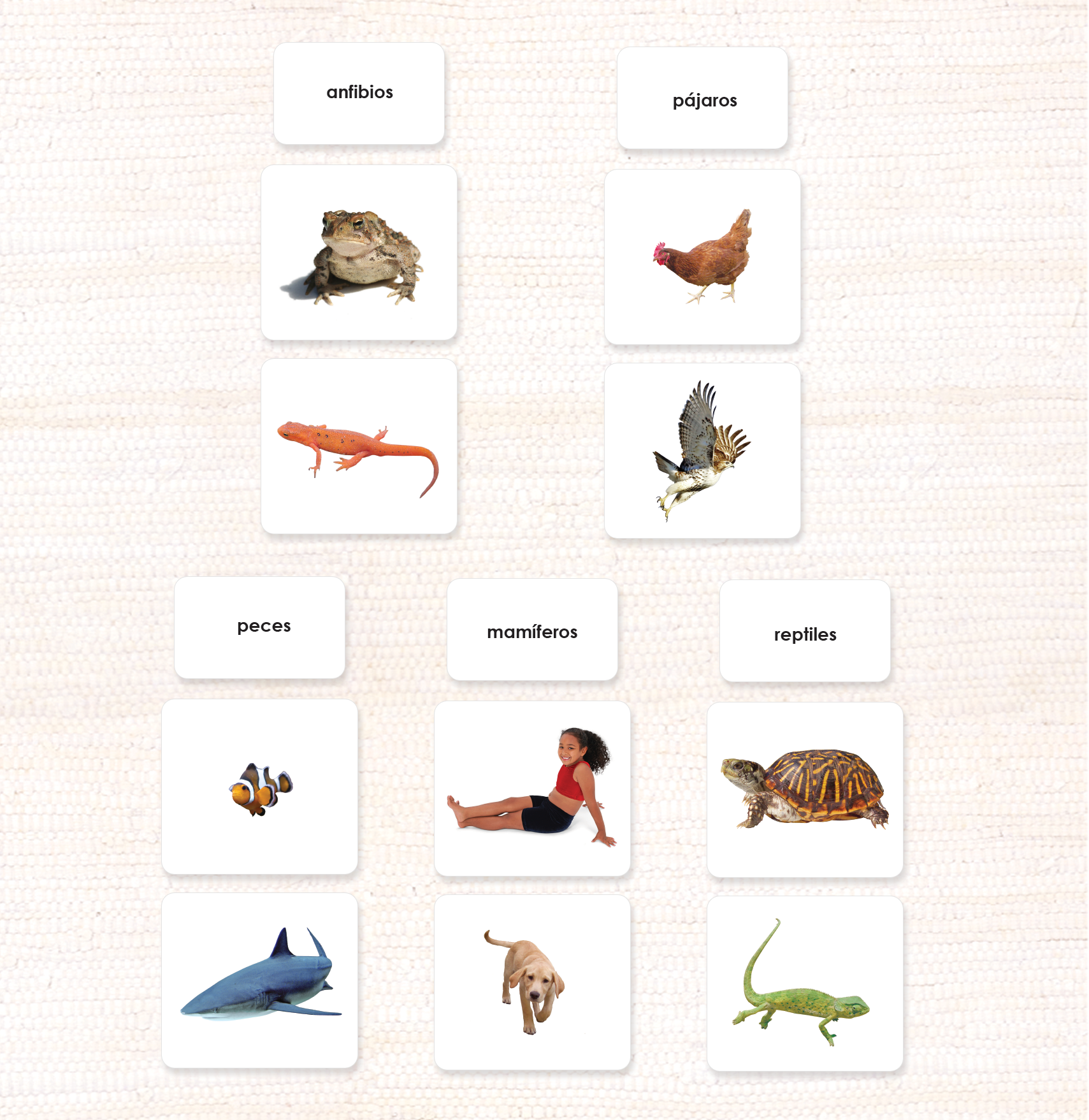 Vertebrate Classes Sorting