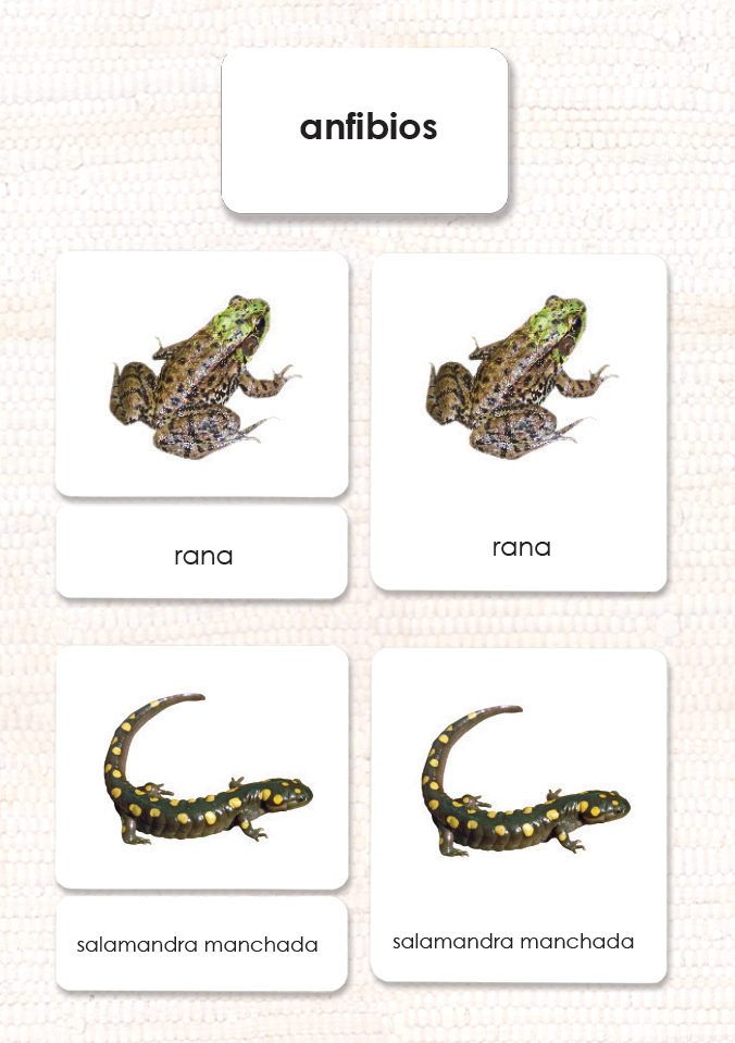Spanish Amphibians 3-Part Cards