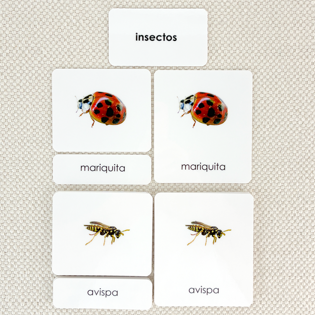Spanish Insects 3-Part Cards